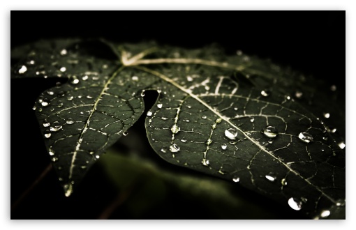 Download Leafy Droplets UltraHD Wallpaper