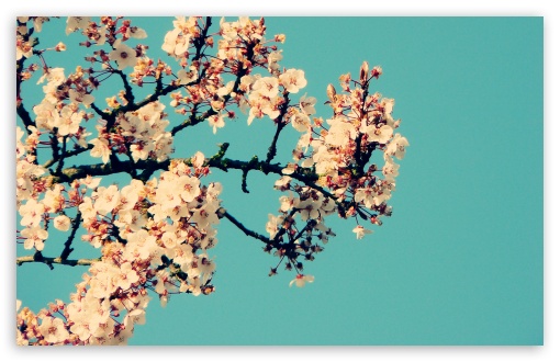 Download Blossom Tree Against A Blue Sky UltraHD Wallpaper