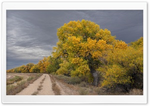 Fall, Overcast, Yellow Trees,...
