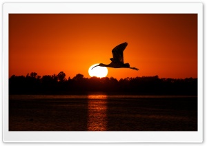 Bird Flying At Sunset