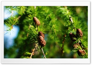 Pine Cones Spring