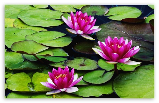 Download Fragrant Water Lilies UltraHD Wallpaper