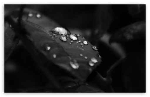 Download Beautiful Drops Of Water On The Leaf UltraHD Wallpaper