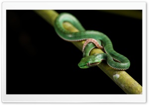 Cute Baby Green Viper