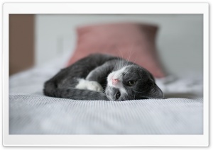 Cute Kitten, Bed