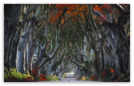 Download Dark Hedges, Beech Trees, Northern Ireland UltraHD Wallpaper