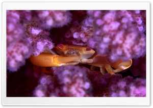 Coral Guard Crab, Red Sea