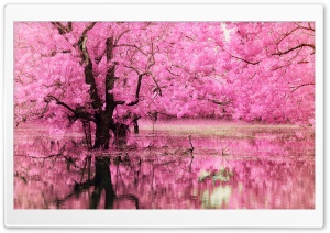 Pink Trees Reflected in Water