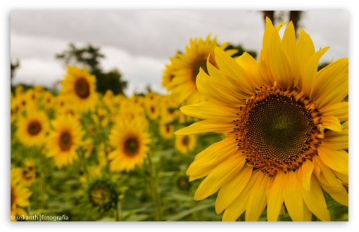 Download Yellow Mellow Sunflower UltraHD Wallpaper