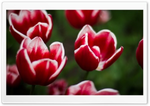 Red Tulip with White Edges...