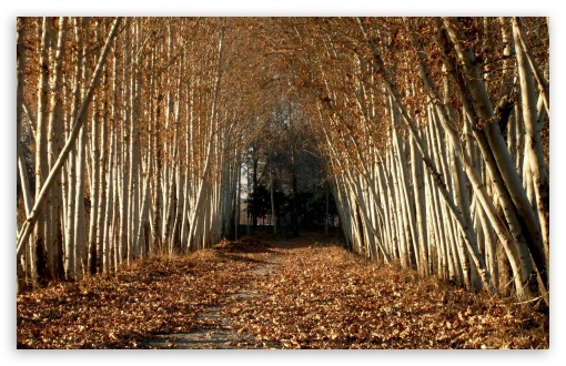 Download Beautiful Tree Alley, Autumn UltraHD Wallpaper