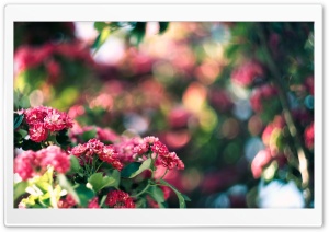 Pink Blossom And Green Bokeh