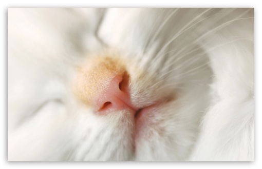 Download Cat Nose UltraHD Wallpaper