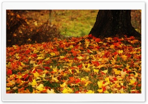 Red And Yellow Autumn Leaves
