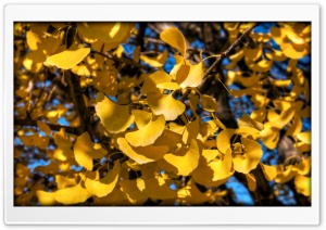 Yellow Ginkgo Leaves