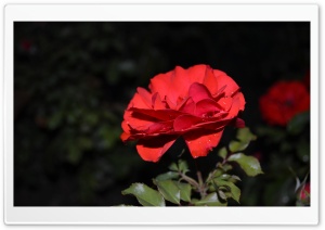 Red Rose