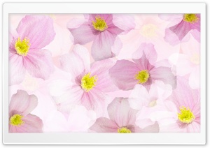 Light Pink Flowers Background