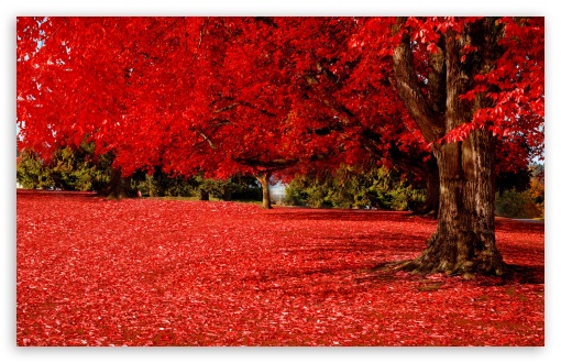 Download Red Autumn UltraHD Wallpaper