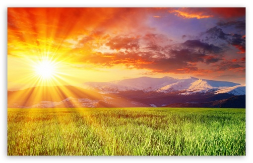 Download Fresh Green Grass UltraHD Wallpaper