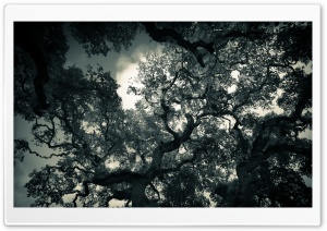 Oak Tree Branches