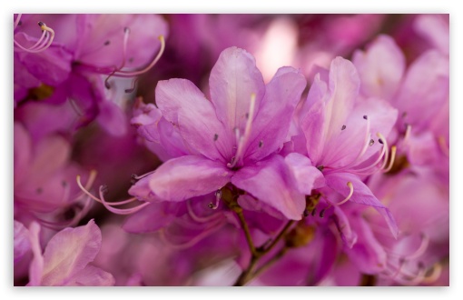 Download Pink Spring Flowers Bokeh UltraHD Wallpaper