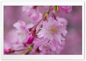 Dark Pink Sakura Macro