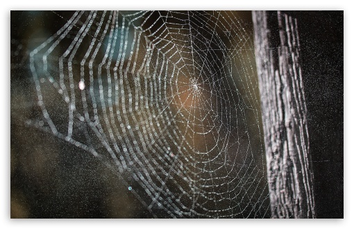 Download Cobweb UltraHD Wallpaper