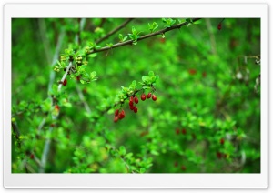 Spring Berries and Leaves