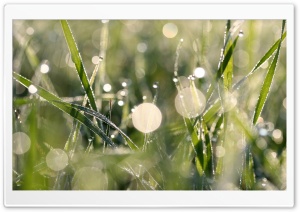 Morning Dew Bokeh