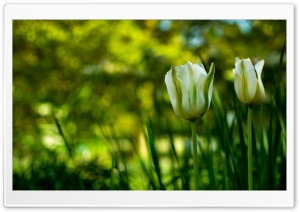 White Tulips In Spring