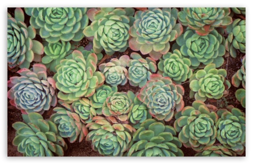 Download Plants UltraHD Wallpaper