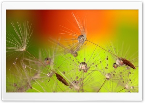 Beautiful Macro, Dandelion Seeds