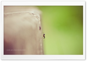 Lonely Ant