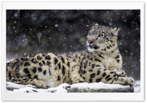 Beautiful Snow Leopard Wild...