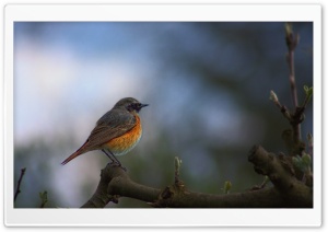 Common Redstart Bird