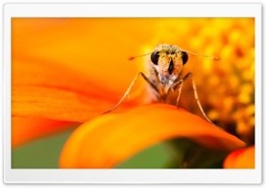 Skipper Butterfly