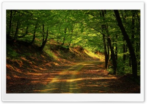 Forest Road, Summer