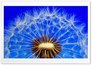 Dandelion Seeds Macro, Blue Sky