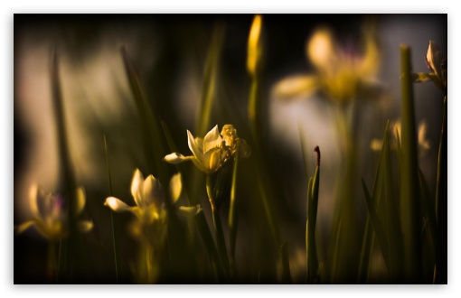 Download Withered Yellow Flowers UltraHD Wallpaper