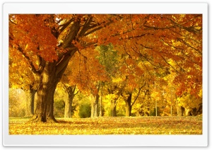 Yellow Trees, Fall