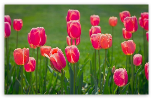 Download Pretty Tulips Flowers UltraHD Wallpaper