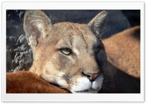 Puma Portrait