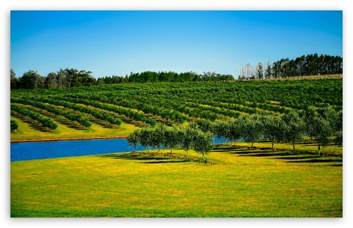 Download Orchard Landscape UltraHD Wallpaper