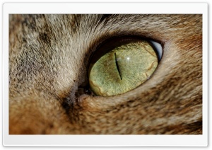 Cat Eye Macro