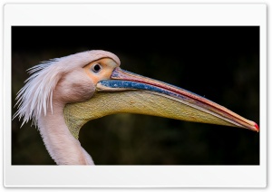 Pelican Long Beak Bird