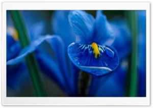 Blue Iris Flower Macro