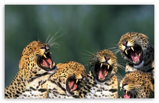 Download Funny Leopards UltraHD Wallpaper