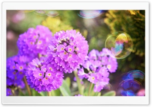 Flowers and Soap Bubbles