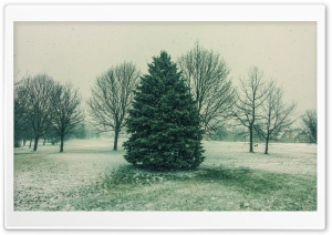 Falling Snow On Fir Tree