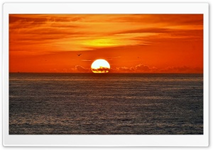 Sunset Sea Bird